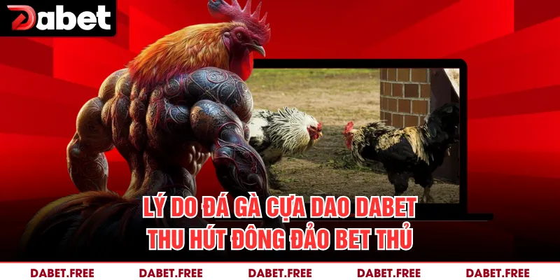 Lý do đá gà cựa dao Dabet thu hút đông đảo bet thủ 